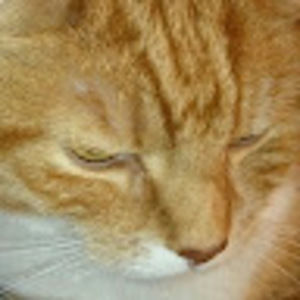 Meet your Posher, Helen